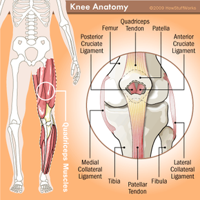 anatomy of the knee