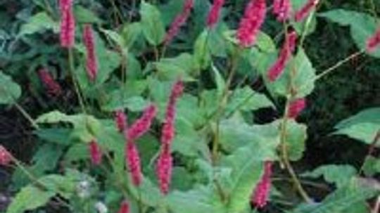 Knotweed, Himalaya Fleece Flower