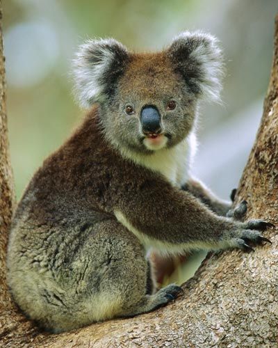 Marsupial Image Gallery | HowStuffWorks