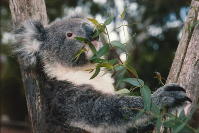 Koalas spend most of their time taking it easy.