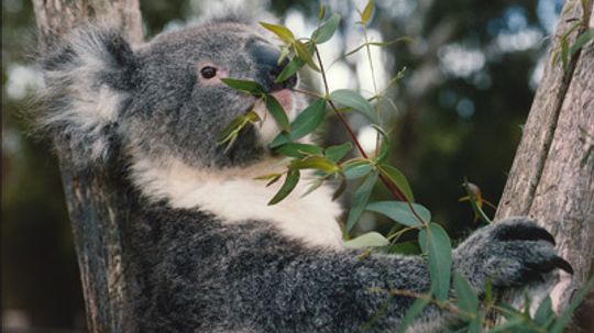 Do Koalas Smell Like Cough Drops?