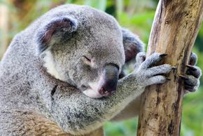 Koala napping