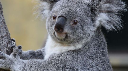 Deadly Chlamydia Threatens Koalas Down Under