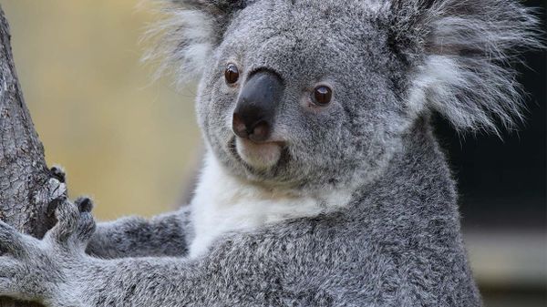 koala, chlamydia