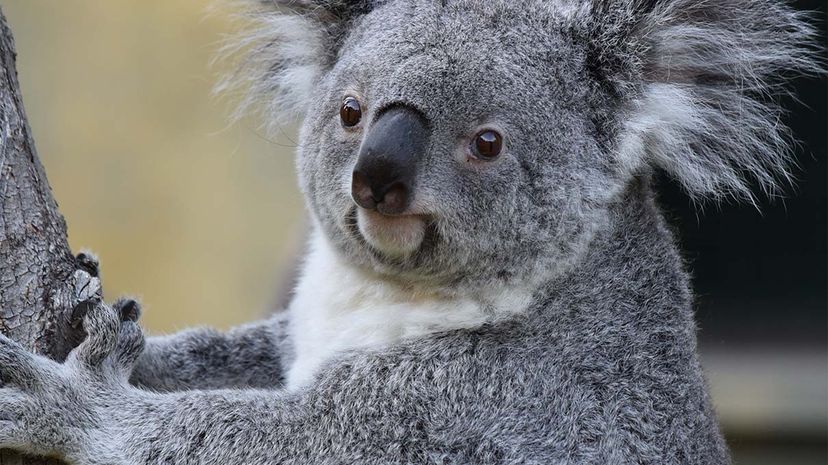 koala, chlamydia