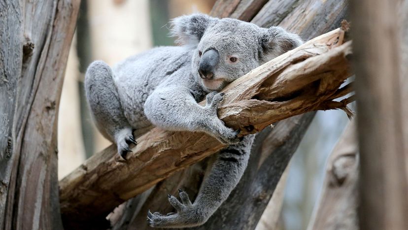 koala in zoo, Germany