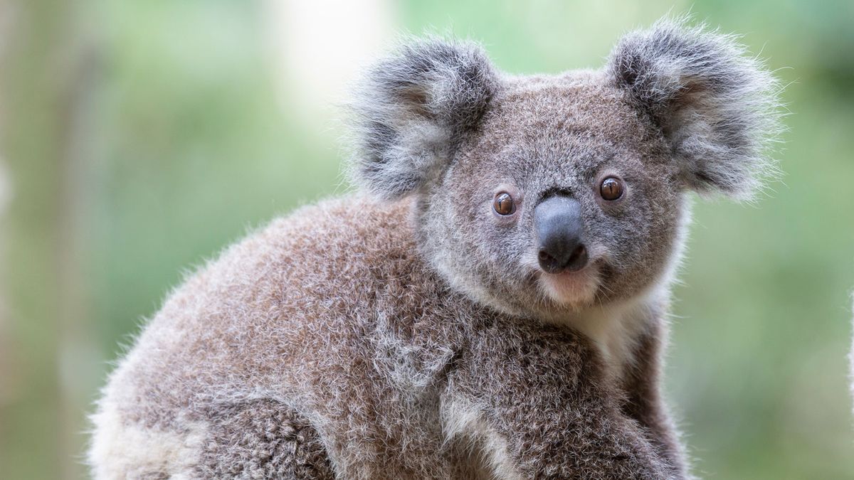 Amazing Facts about Koala Joeys