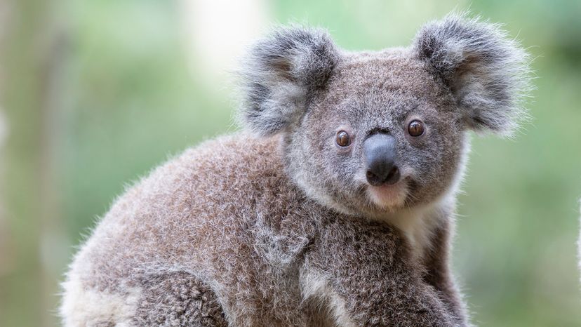 albino baby koala