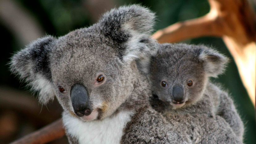 koala and baby