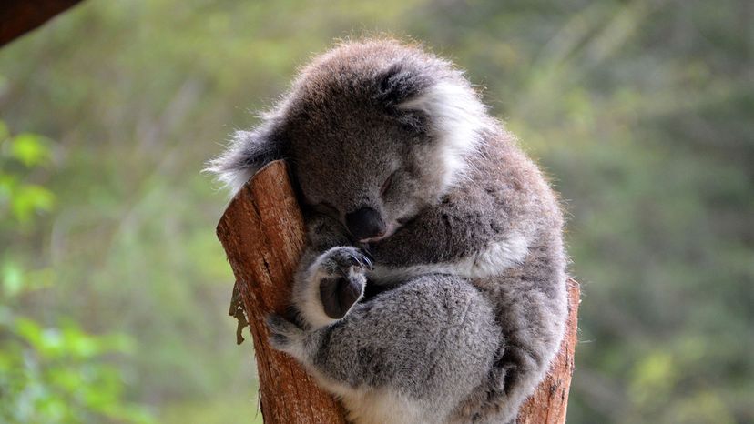 koala sleeping in tree branch