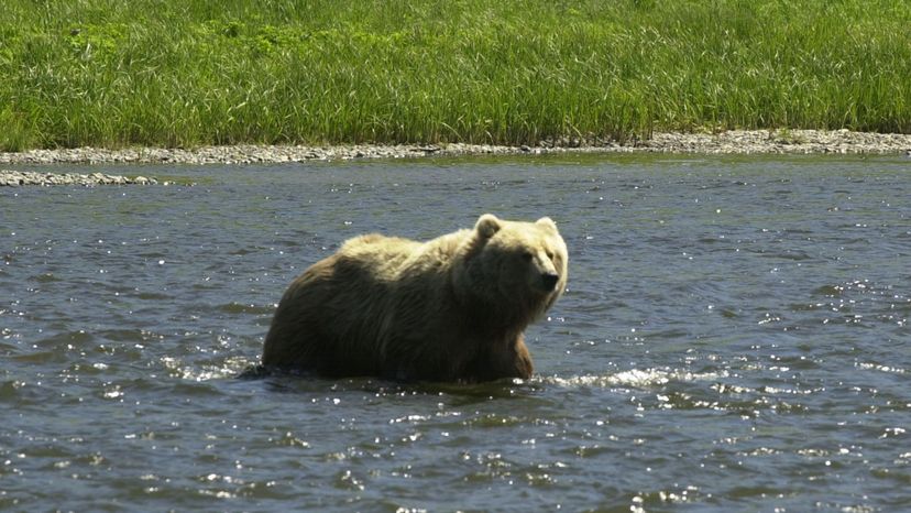 kodiak bear