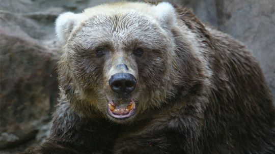 阿拉斯加的Kodiak熊是地球之一最大的“border=
