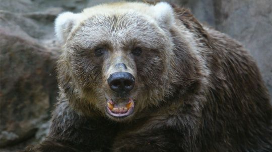 What's the Difference Between a Brown Bear and a Black Bear