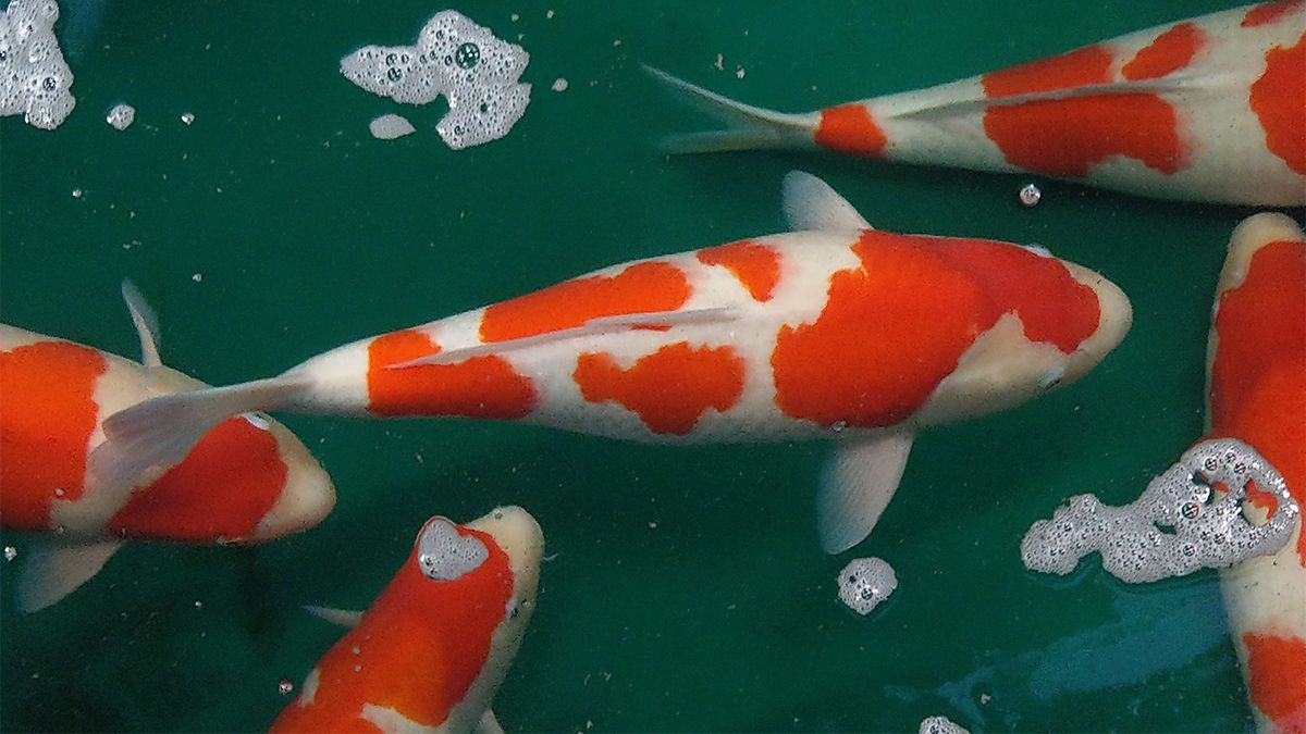 Koi Fish: Shining Jewels of the Water Garden | HowStuffWorks