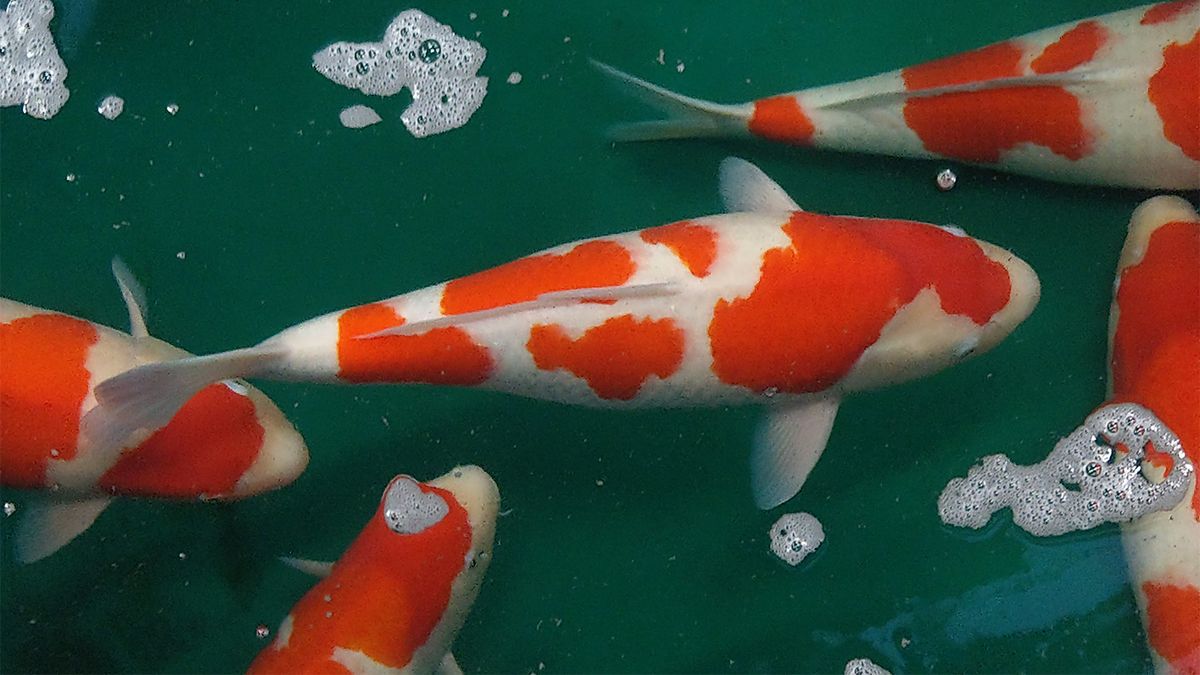 Koi Fish: Shining Jewels of the Water Garden