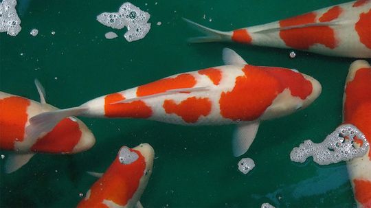 Koi Fish: Shining Jewels of the Water Garden