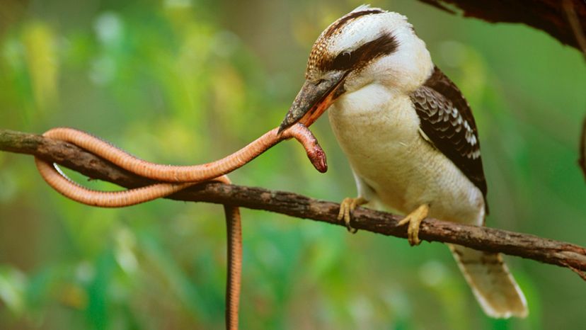 Laughing Kookaburra Habitat