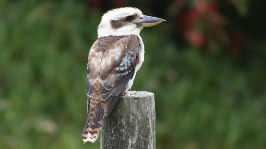 为什么Kookaburra笑？“border=