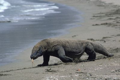 A Komodo dragon patrols the beaches of Komodo Island, Indonesia.