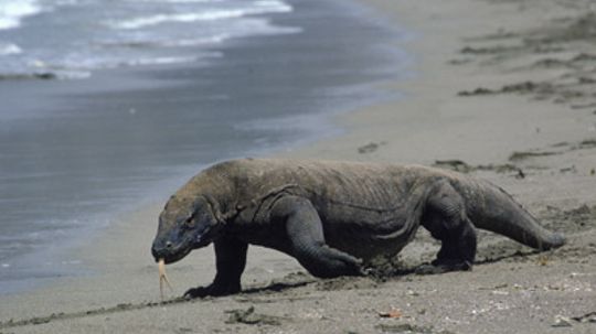 Are Komodo dragons' mouths deadlier than cobras' venom?