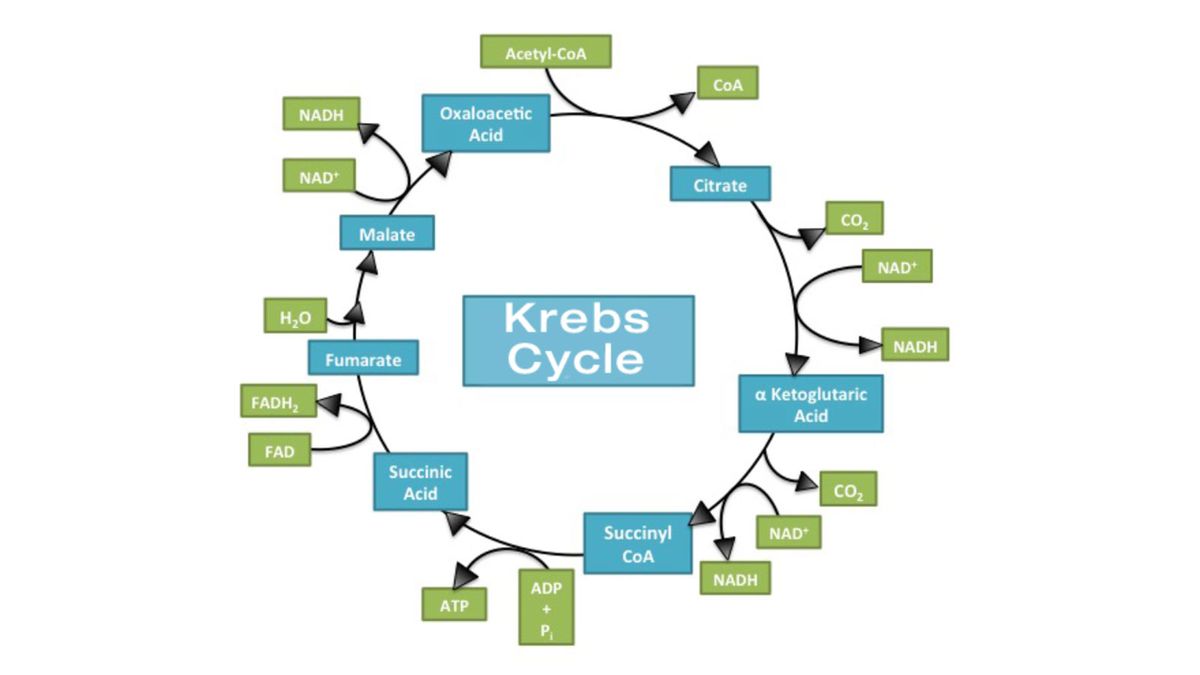 What Is the Krebs Cycle? — Plus More on Cell Functions and Processes