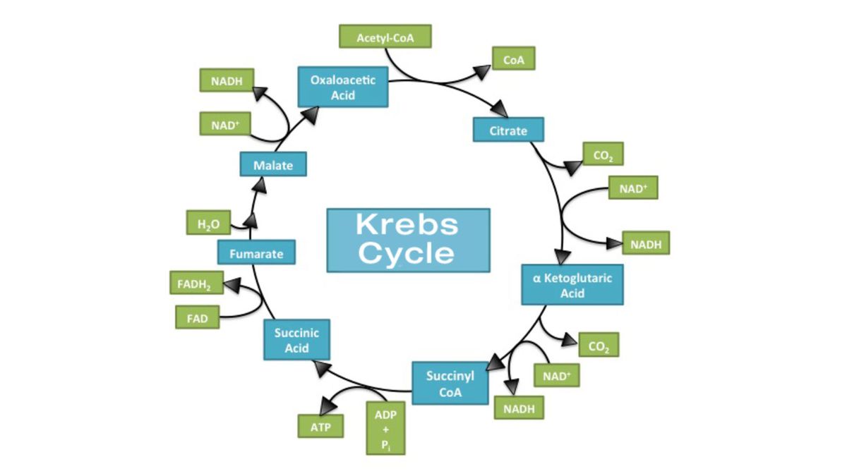 Why Is the Krebs Cycle Essential for Life as We Know It?