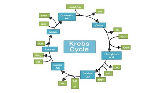 What Is the Krebs Cycle?