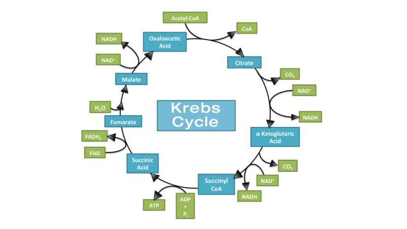 krebs-cycle