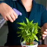 Lucky Bamboo Care: Growing Tips & Care