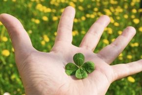 Négylevelű lóhere (Four-leaf clover)  Clover leaf, Four leaf clover, What  is luck