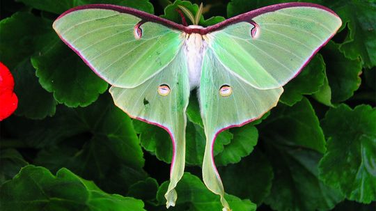 The Luna Moth Is Beautiful and Common — But Rarely Seen