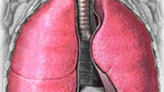 Can your lungs regenerate?