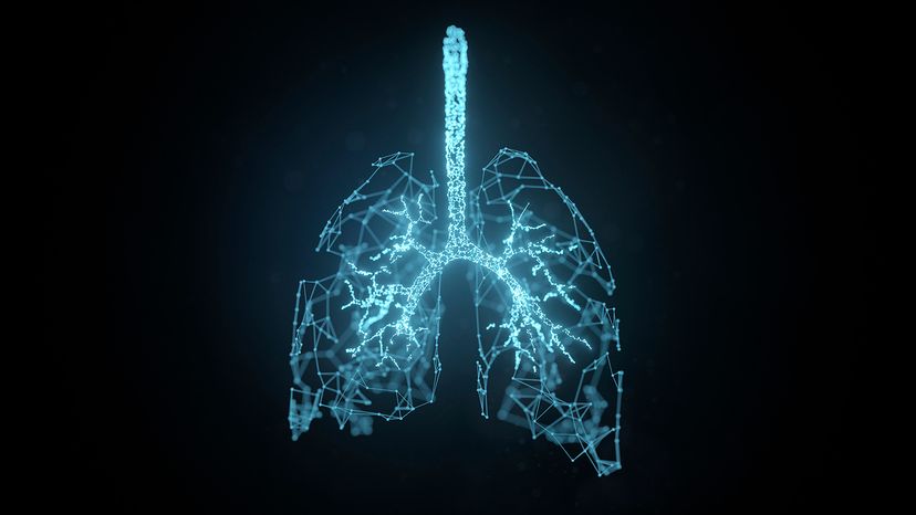 lungs