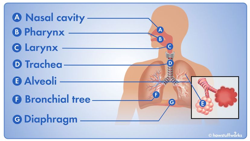 illustration of the lungs and diaphragm