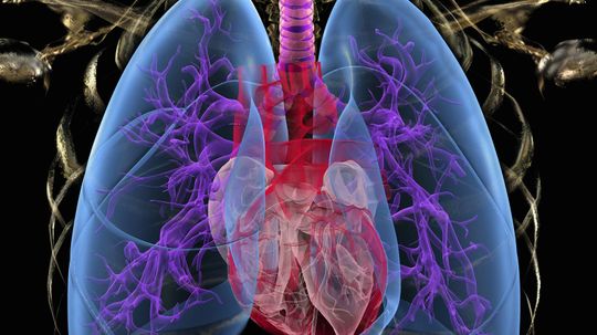 How Your Lungs Work