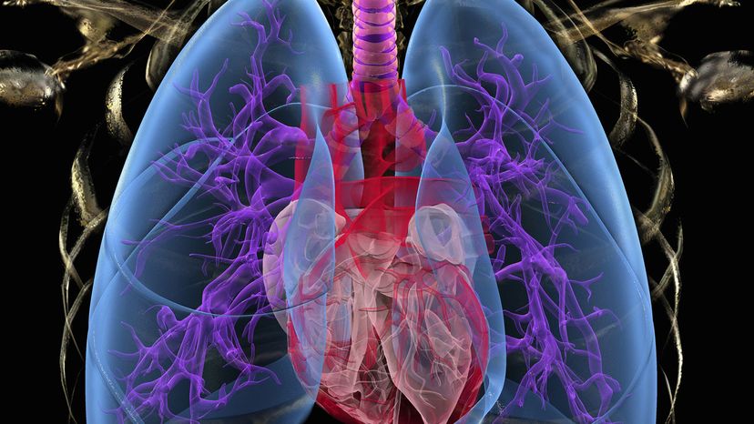 How Your Lungs Work | HowStuffWorks