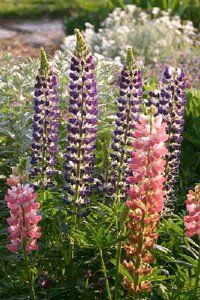 Lupine flowers are that actually belong to the legume family. See more pictures of annual flowers.