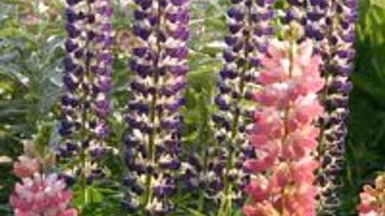 Lupine