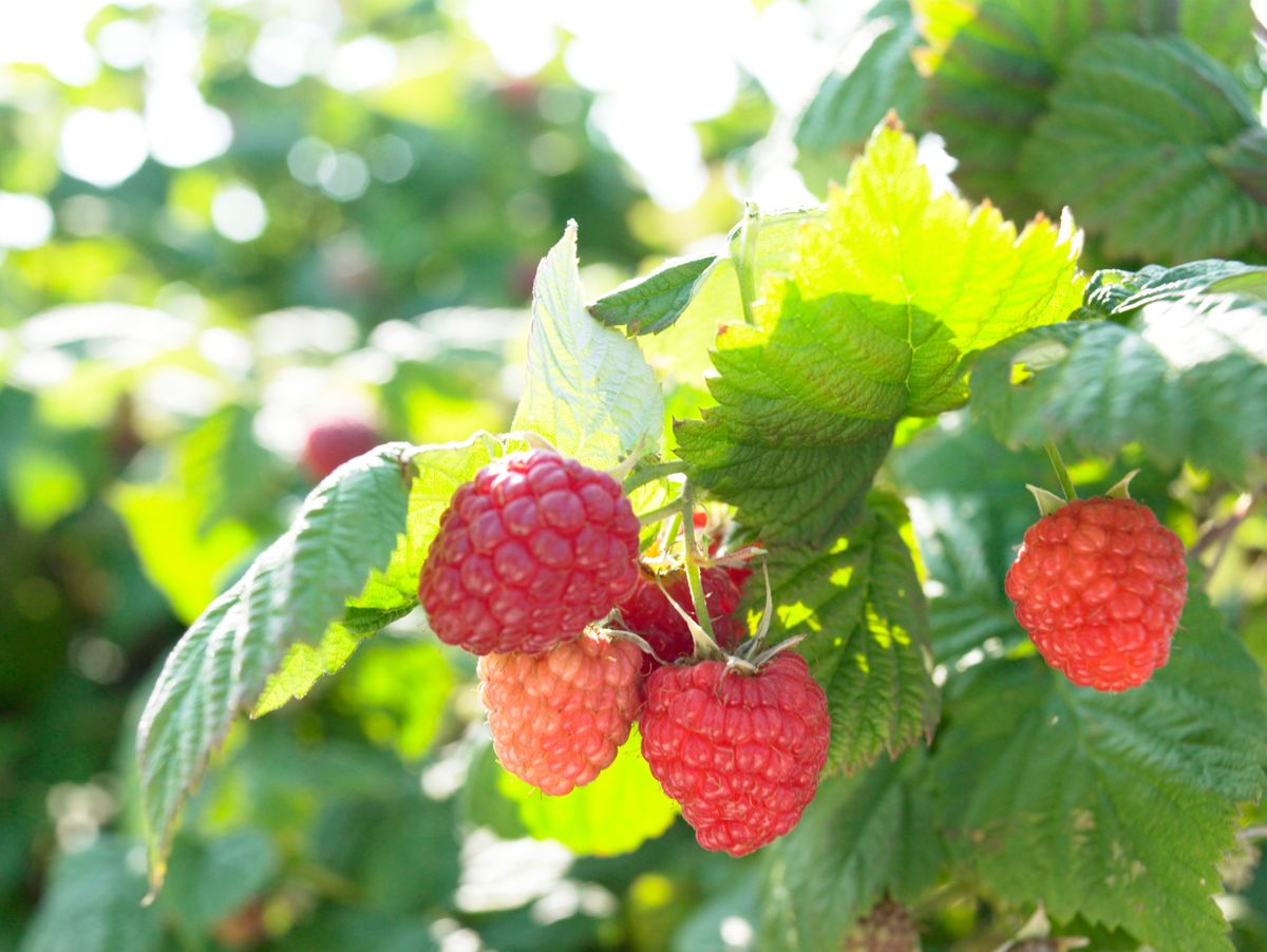 are wild raspberries safe for dogs