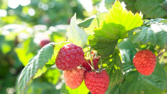 Are all wild berries poisonous?