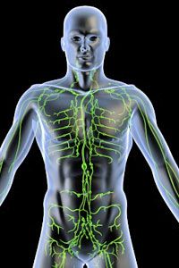 The lymph system is the body's drainage system.