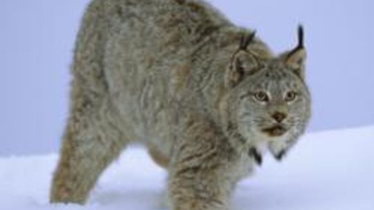 Amazing Animals: Lynx Quiz
