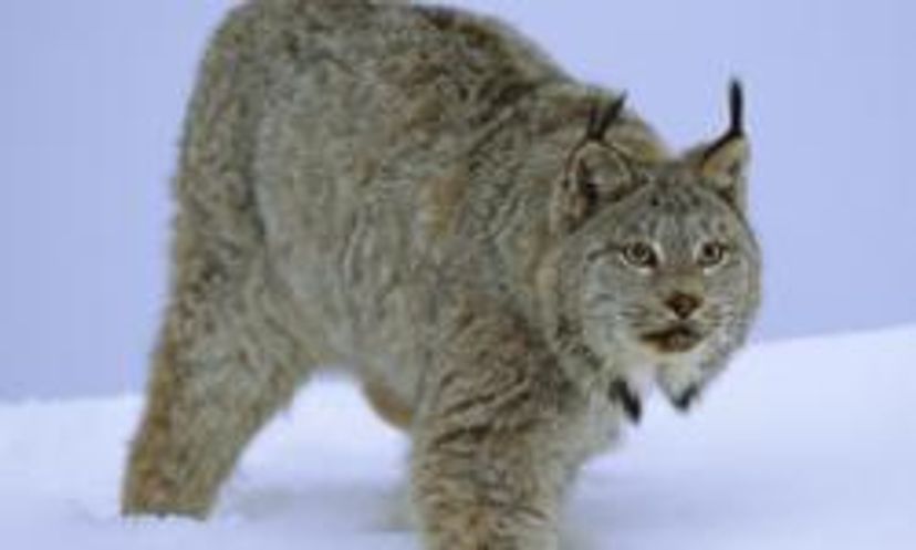Amazing Animals: Lynx Quiz