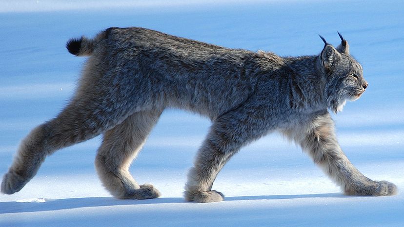 bobcat-lynx	