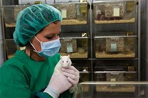 A female lab assistant takes care of a rat. Do women have better rapport with lab animals?