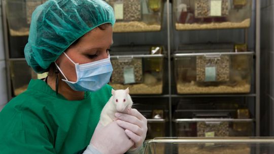 实验室的动物在女人身边真的会更平静吗?