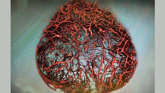 Scientists Grow Human Blood Vessels in Lab