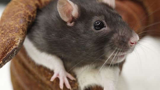 Are lab rats really prone to cancer?