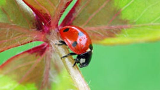 4 Stages of a Ladybug's Life