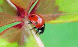 ladybug on a leaf